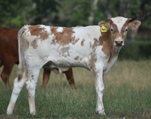 BR JUNGLE JIM X RJF EXTRAORDINARY 942 TAG 401 (B)