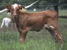 BR JUNGLE JIM X RJF SHOWOFF GAL 125 Tag 410, (H)