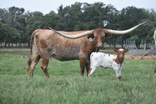 BR JUNGLE JIM X KDK CHARRO'S COWGIRL TAG 418