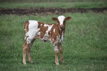 BR JUNGLE JIM X RJF BLING CHA-CHING 136 TAG 416